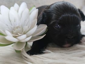 Meine kleine Giselle hat zwei ganz niedliche,