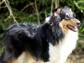 Blue Meadow Collies