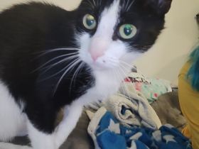 Katze sucht dringend Zuhause, Hauskatze