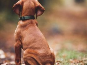 Am 23.08.22 wurden unsere vier reinrassigen Magyar