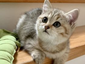 Wunderschönes BKH Kätzchen, Gold, dreifarbig, 11 Wo.