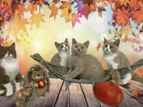 nser bezaubernde C-Wurf mit dem Motto "Herr der Ringe"