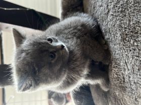 Unsere Milou Hauskatze (BKH Bluepoint) hat wunderschöne