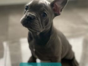 Am 22.07 hat unsere Amy, 7 tolle gesunde Babys bekommen