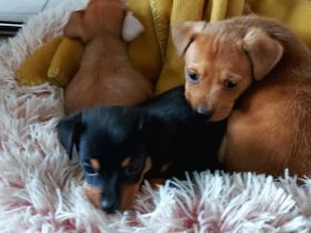 Am 27.08.2022 hat unsere Chihuahuahundin 4 gesunde