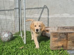 Hallo, unsere Golden Retriever Hündin hat am 09.07.2022