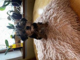 Verkaufe hier 6 wunderschöne kleine Yorkshire Terrier