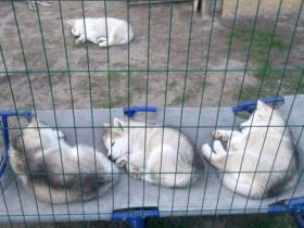 Liebe Tierfreunde, Wir haben schöne REINRASSIGE Alaska