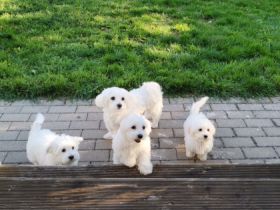 Meine Hündin Lola hat 5 gesunde Malteser Weibchen zur