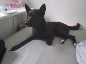 Balu, Labrador Retriever/Akita Inu, Mischling