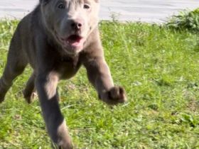 Hallo liebe Labrador Freunde Meine Hündin Bella hat am