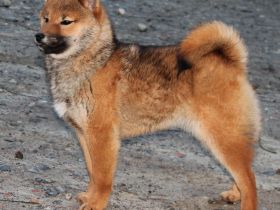 Hallo! Wir haben Rot Shiba Inu Welpen noch zum