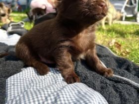 Hallo ihr lieben Von 6 bezaubernden suchen noch 4