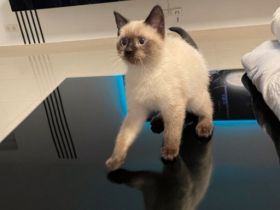 Unsere Maxim sucht ein neues liebevolles Zuhause und