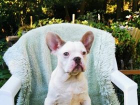 Französische Bulldoggen Welpen mit PINK ISABELLA UND