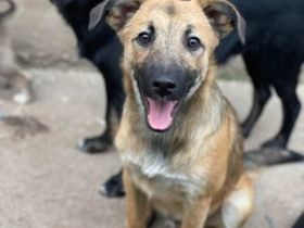 Juri aus der Mülltüte Rüde, geb. ca. 04/2022,