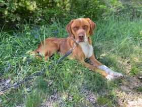 Borko - trotz Handicap voller Lebensfreude!🍀🐶