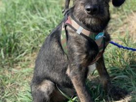 Hundebub Larry Rüde, geb. ca. 05/2022, vermutlich groß