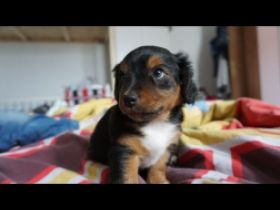 4 Süße Mischlingswelpen im Alter von 8 Wochen zu