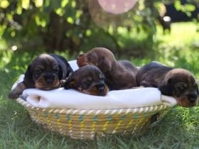 Bei uns sind am 15.09.2022 vier süße