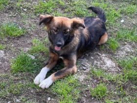 SOS für Fidelia geb. ca. 10/2021, ca. 40 cm, kastriert,