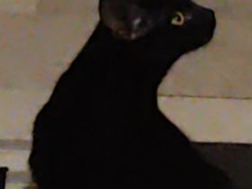 Verkaufe hier unsere Katze,da sie sich mit den anderen