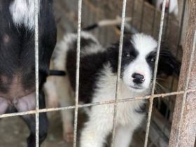 SOS für Lenny, er ist im Shelter Rüde, geb. ca. 05/2022