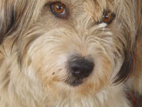 SOS für: Flauschi Sparky Die Pflegestelle in Rumänien