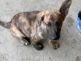 SOS für Jaro mit den lustigen Ohren, er ist im Shelter!