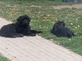 Wir verkaufen Riesenschnauzer-Welpen. Es sind 1 Junge