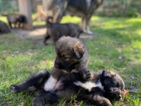 Hallo Hiermit verkaufe ich meine 8 kleinen Kaukasischen