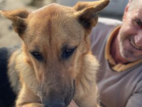 SOS für die wundervolle sanfte Anka geb. ca. 2019/2018,