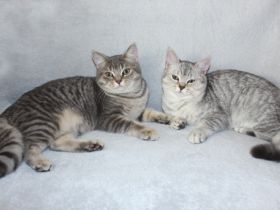 2 BKH Junge Kätzchen Kater Kitten Britisch Kurzhaar aus