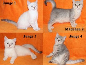 4x BKH Kitten Kätzchen Katze Kater Britisch Kurzhaar