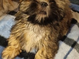 Nico und Nele suchen noch ein Zuhause. Die Welpen sind