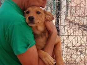 Rüden, geb. 06/2022, groß werdend, geimpft und gechipt