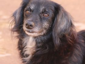 Die kleine Nana ist ca 6 Jahre alt, gut 35 cm „gross“,