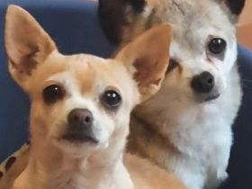 Allessio ist ein sehr lieber und verschmuster Weis