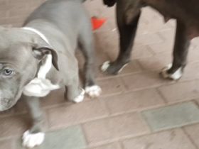 Unsere American Bully XL Blue Line Hündin Mia Glitzer