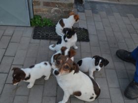 Unsere Hündin hatte am 12.08.22, ihren ersten-Wurf und