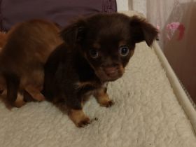 sie sind 7 Wochen alt geimpft, gechipt sind auch .