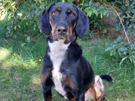 Jolene - Sportskanone sucht liebevolles Zuhause🏡
