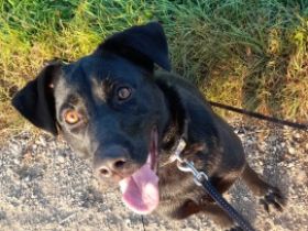 Unser Labrador ist auf der Suche nach dem Bestplatz.