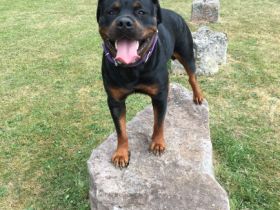 AUS SPITZEN-VERPAARUNG!!! Mama : LA NERINA ROYAL