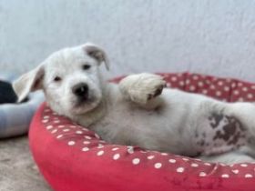 Kleiner Eisbär Nanuk  geb. ca. 01/2022, vermutlich