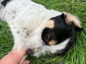 Hübsches Hundekind Noris  Rüde, geb. ca. 01/2022,