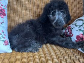 Wir sind die zauberhaften Labradoodle Welpen . Nun sind