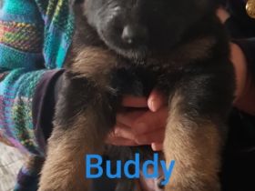 Altdeutscher Schäferhund/Appenzeller Sennenhund,