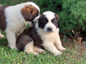 Beautiful Moscow Watchdog purebred puppies for sale. 8