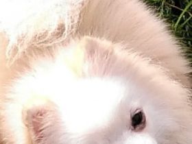 Olleja, Wuschlige, weiße Pommeranian Zwergspitzdame, 2